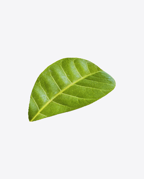 Cashew Leaf - Nature/Animals PNG