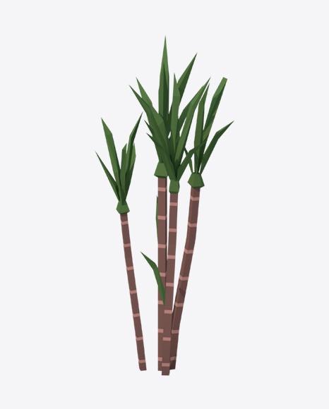 Low Poly Sugarcane - Botanic