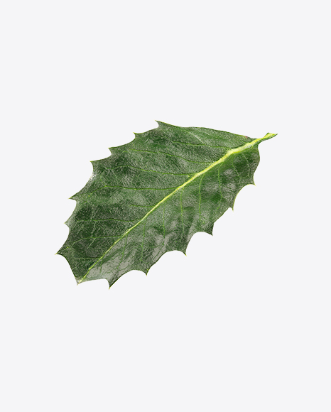 Holly Berry Leaf - Botanic