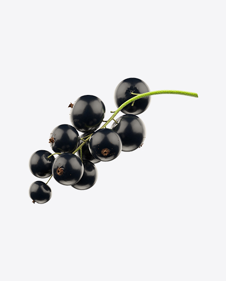 Branch of Black Currant - Botanic