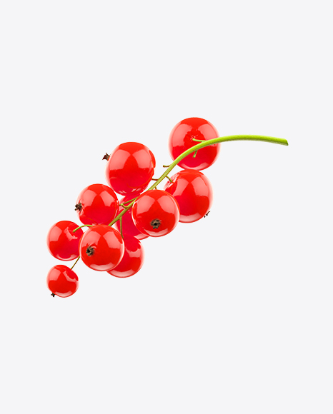 Branch of Red Currant - Botanic