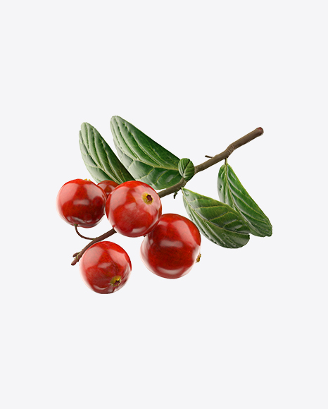 Branch of Lingonberry - Botanic