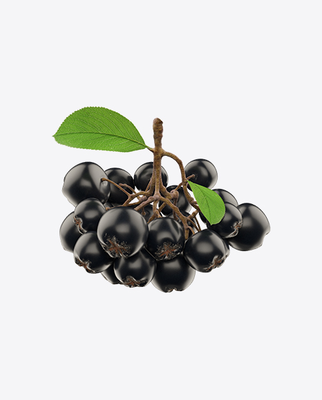 Branch of Black Chokeberry - Botanic