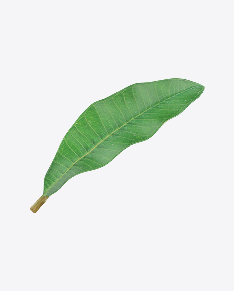 Brazil Nut Leaf - Nature/Animals PNG