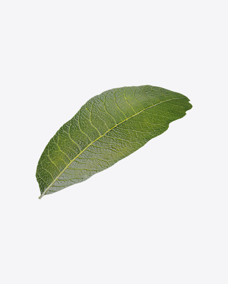 Longan Leaf - Nature/Animals PNG