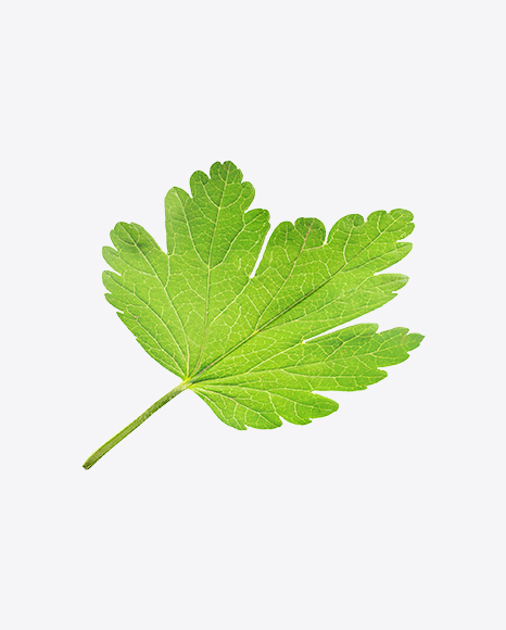 Gooseberry Leaf - Nature/Animals PNG
