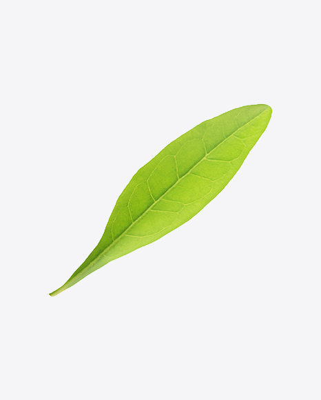 Goji Berry Leaf - Nature/Animals PNG