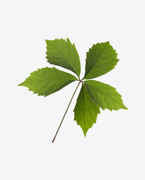 Chestnut Leaf - Nature/Animals PNG