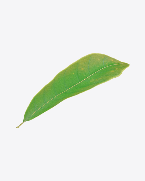 Macadamia Leaf - Nature/Animals PNG