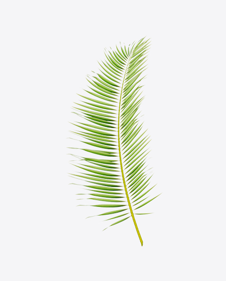 Areca Tree Leaf - Palm