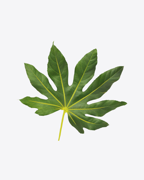 Aralia Tree Leaf - Foliage