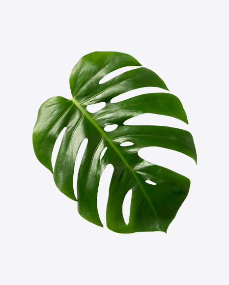 Monstera Leaf - Houseplant
