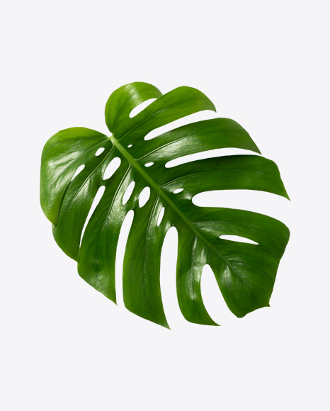 Monstera Leaf - Indoor plant