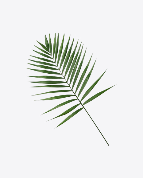 Areca Tree Leaf - Palm