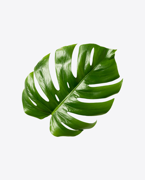 Monstera Leaf - Indoor plant