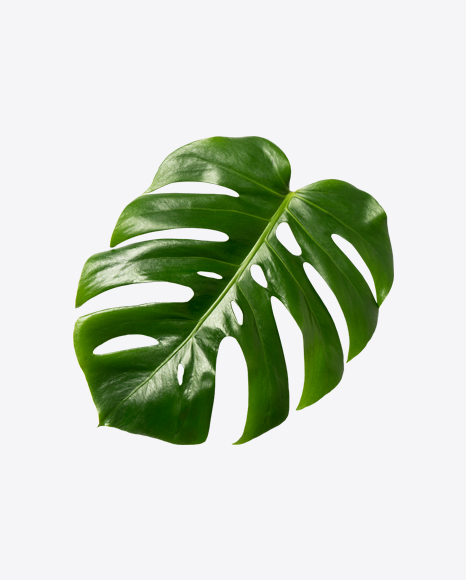 Monstera Leaf - Houseplant