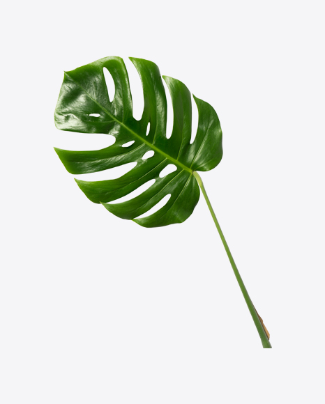 Monstera Leaf - Indoor plant