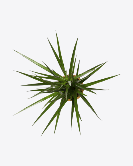 Dracena Plant - Indoor plant