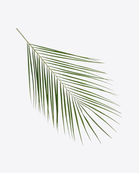 Areca Tree Leaf - Palm