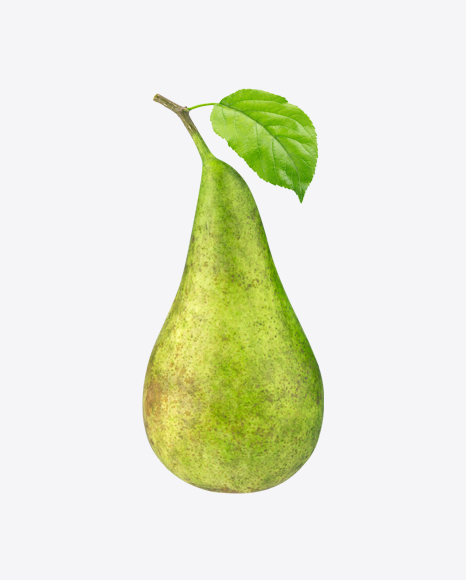 Pear on Branch - Garden