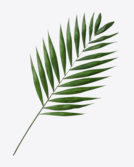 Areca Tree Leaf - Palm