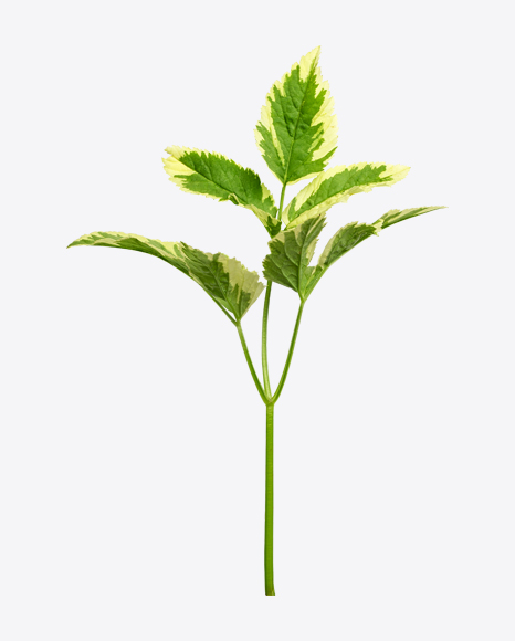 Tree Branch - Stem