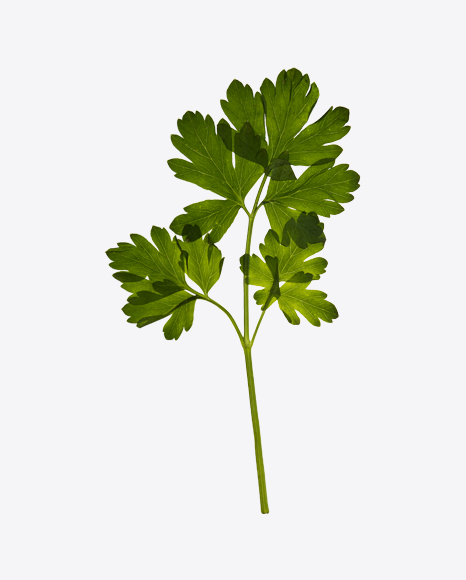 Parsley - Flatleaf