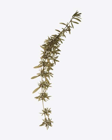 Thyme Branch - Branch