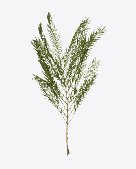 Juniper Branch - Outdoor