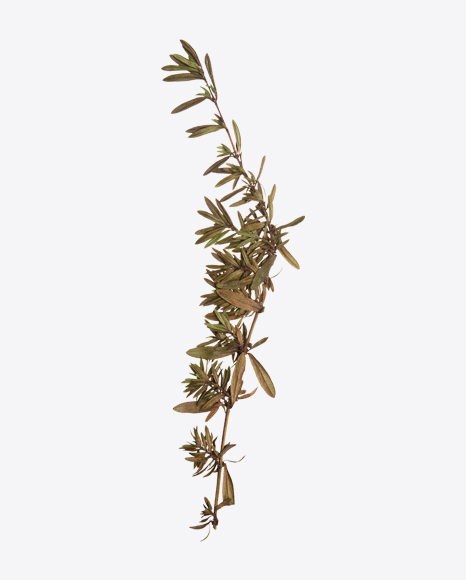 Thyme Branch - Branch