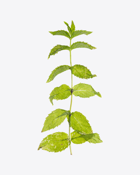 Mint Branch - Branch