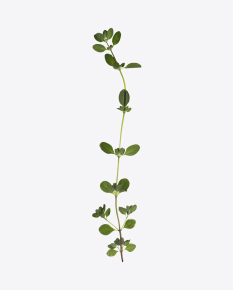 Oregano Marjoram Branch - Branch
