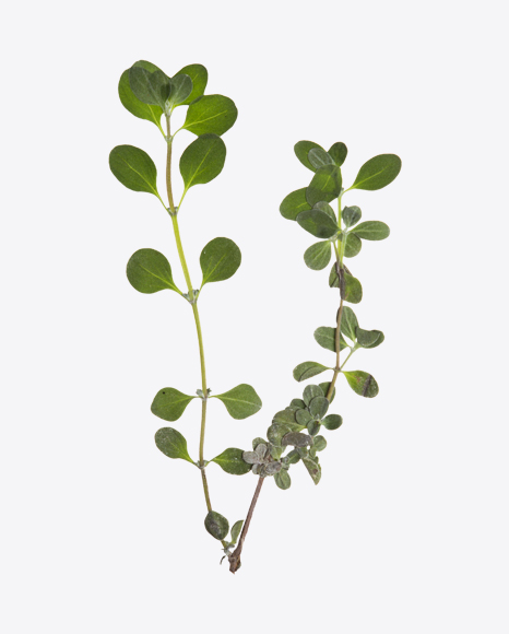 Oregano Marjoram Branch - Branch
