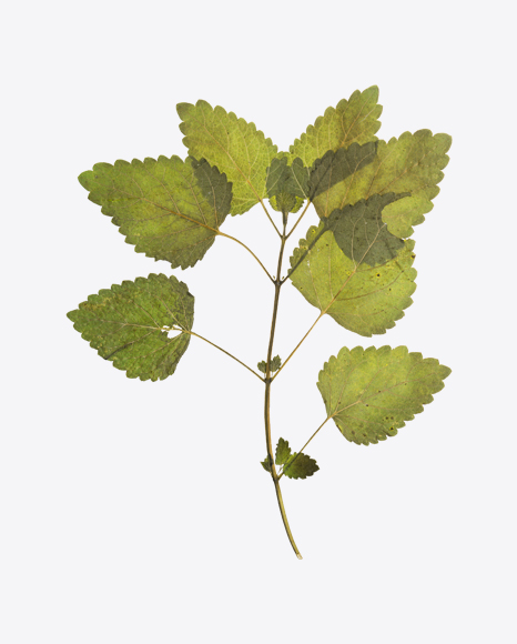 Lemon Balm Branch - Branch