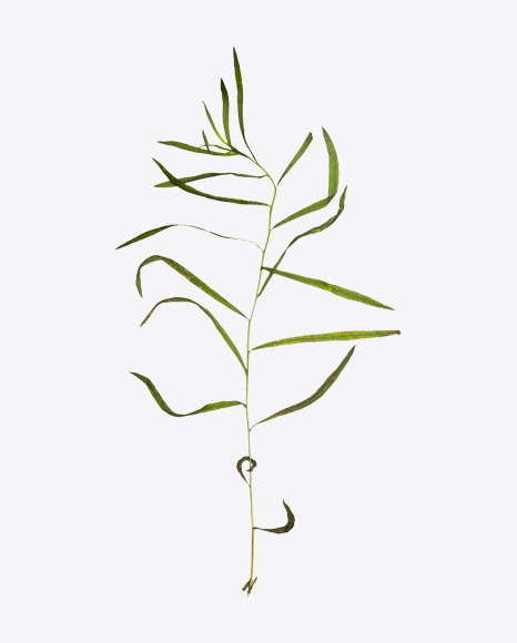 Lemongrass - Branch