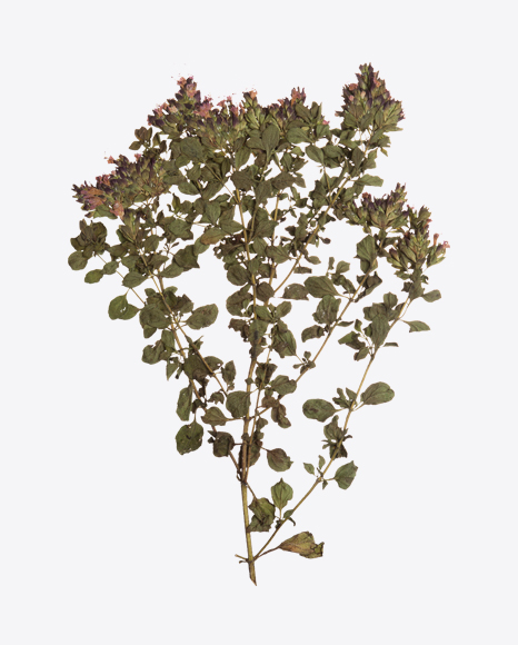 Oregano Branch - Branch