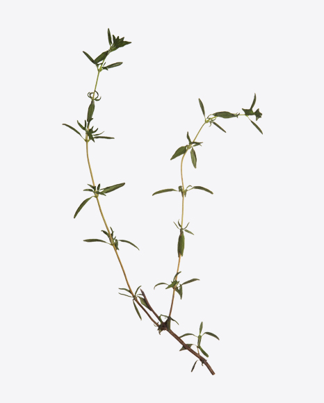 Lemon Thyme - Branch
