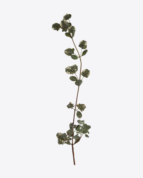Oregano Marjoram Branch - Branch