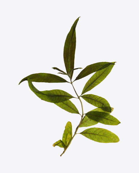 Lemon Verbena Branch - Verbena