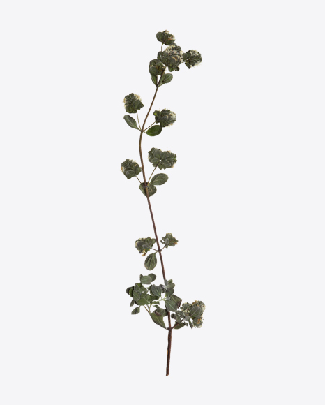 Oregano Marjoram Branch - Branch