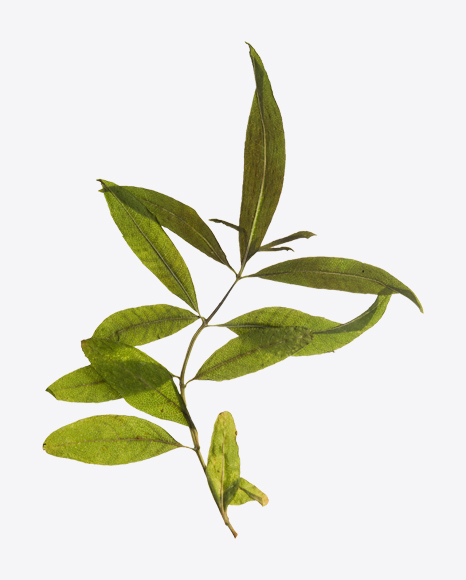 Lemon Verbena Branch - Verbena