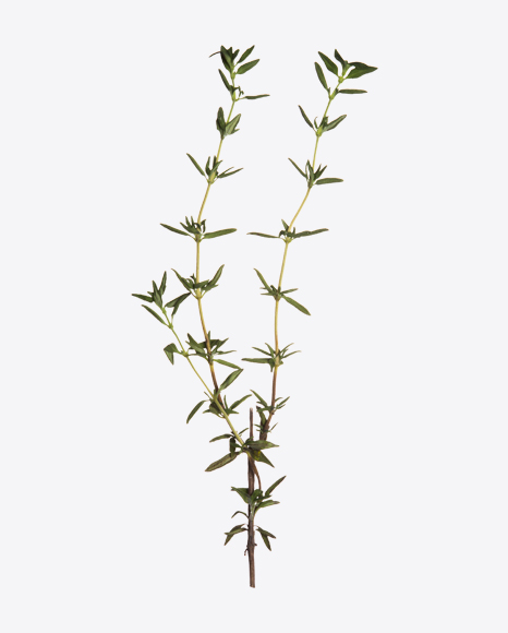 Lemon Thyme - Branch
