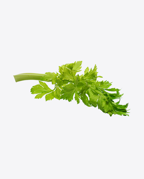 Celery Branch - Celery