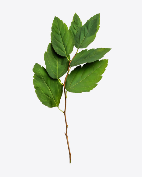Green Tree Branch - Greens