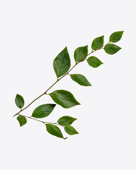 Green Tree Branch - Greens