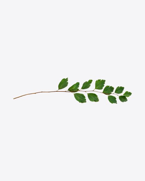 Birch Tree Branch - Birch tree
