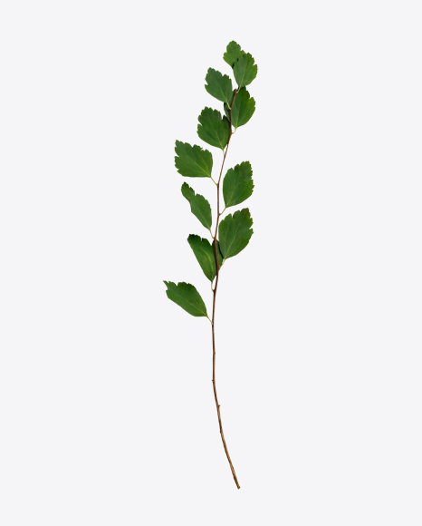 Birch Tree Branch - Birch tree