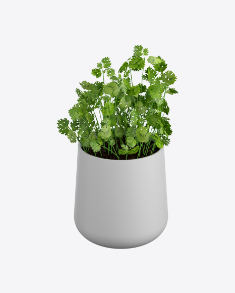 Parsley in Pot - Indoor plant
