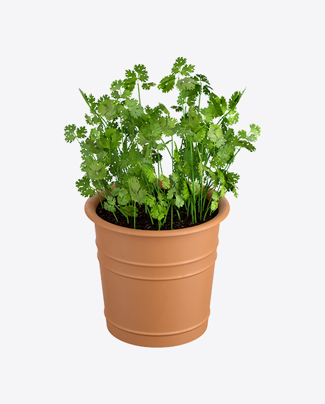 Parsley in Pot - Indoor plant