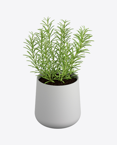 Rosemary in Pot - Indoor plant